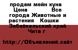 продам мейн куна › Цена ­ 15 000 - Все города Животные и растения » Кошки   . Забайкальский край,Чита г.